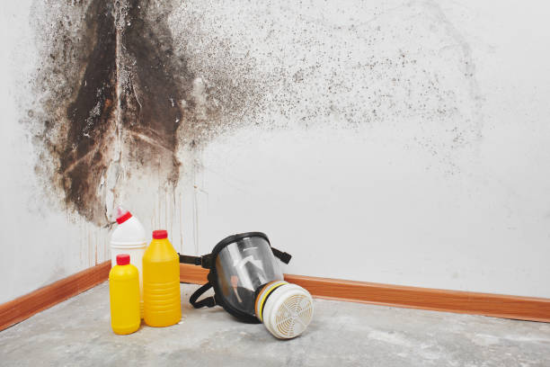 Best Mold Remediation for Healthcare Facilities  in Lisle, IL